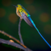 Mindo Hummingbird