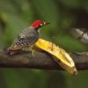 Black cheeked Woodpecker (Melanerpes Pucherani)