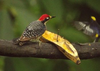 Black cheeked Woodpecker (Melanerpes Pucherani)