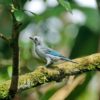 Blue gray Tanager
