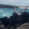 Blue-Footed Booby Galapagos