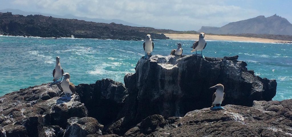 Blue-Footed Booby Galapagos