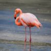 Flamingo Galapagos