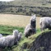 llamitas