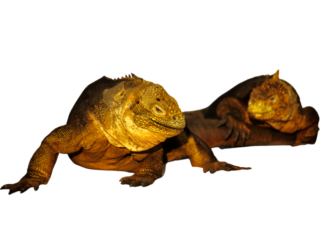 Land Iguana PNG