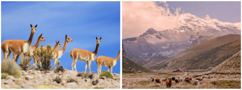 Chimborazo