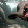 Galapagos Sea Lion