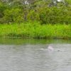 Pink Dolphin Lagartococha