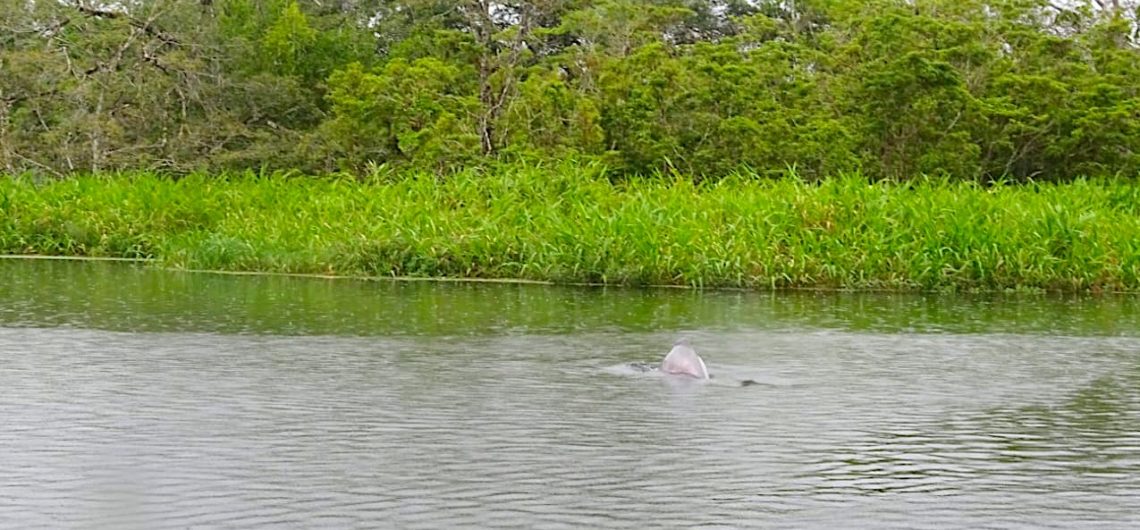 Pink Dolphin Lagartococha