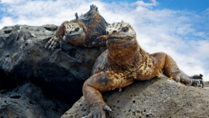 Marine Iguana