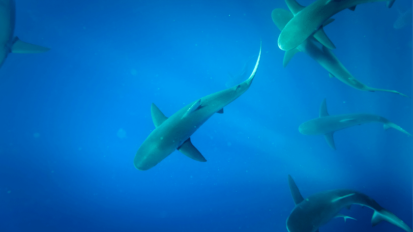 Sharks Galapagos