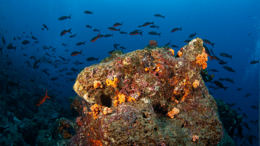 Galapagos Underwater