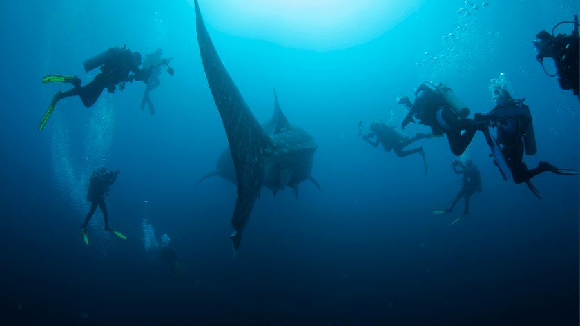 Diving Galapagos