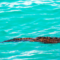 Galapagos Marine Iguana