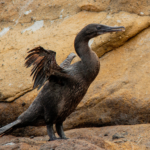 Flightless Cormorant