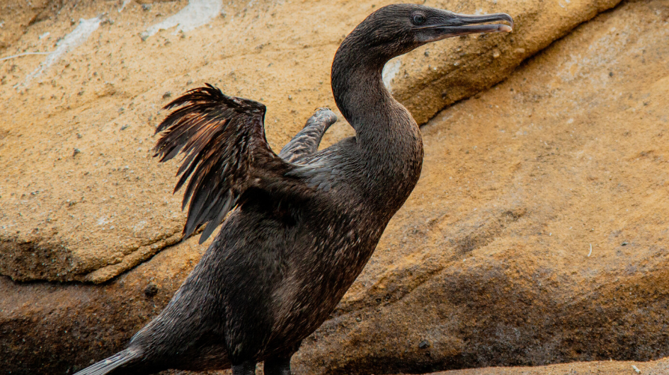 Flightless Cormorant