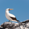 Nazca Booby