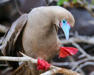 Red-footed Booby