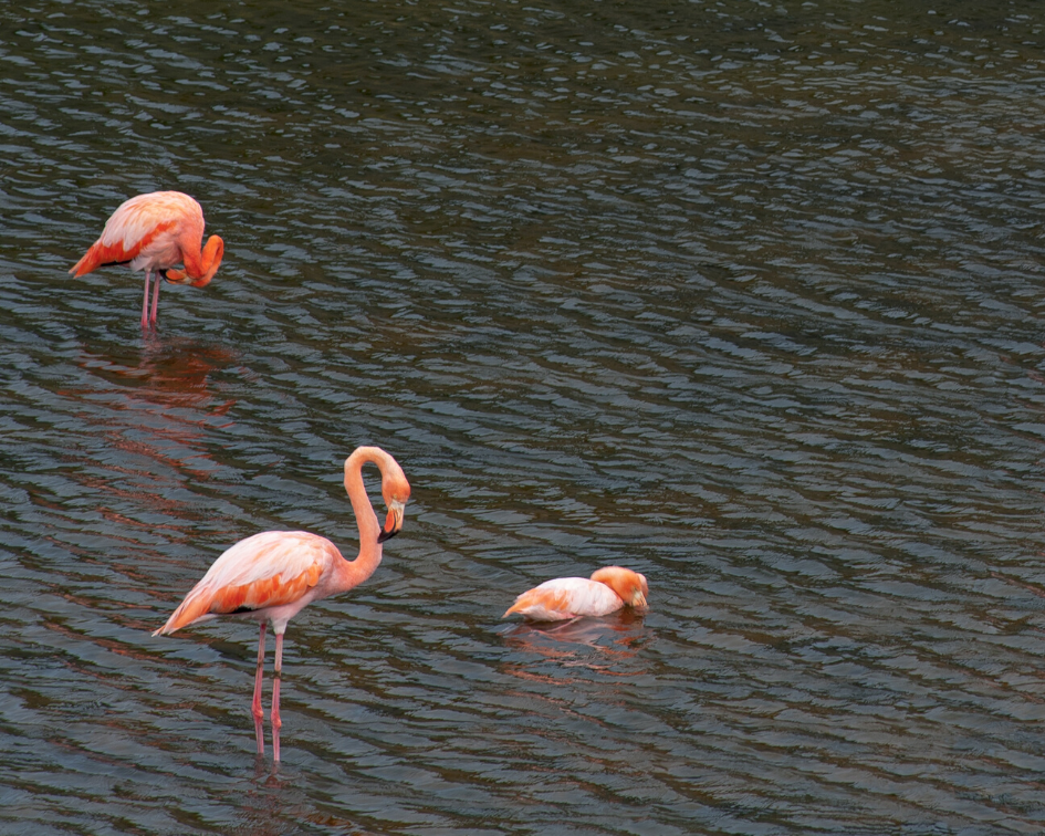 Flamingos Isabela Wetlands