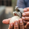 Baby Galapagos Turtle