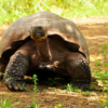 Galapagos Turtle