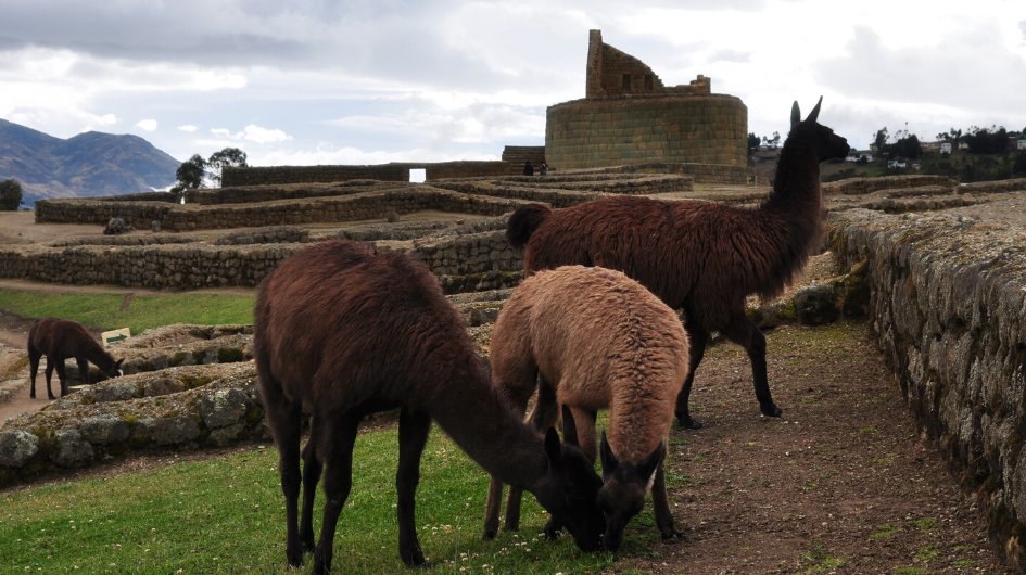 Llamas grazing near the Inca ruins of Ingapirca in Ecuador, reflecting the legacy of Atahualpa and the Inca Empire in the Andes
