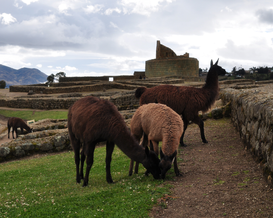 Llamas grazing near the Inca ruins of Ingapirca in Ecuador, reflecting the legacy of Atahualpa and the Inca Empire in the Andes
