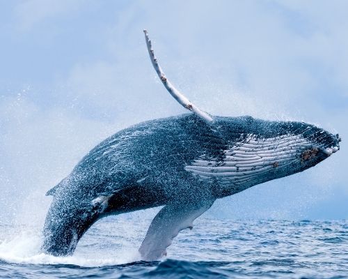 Humpback Whales Ecuador