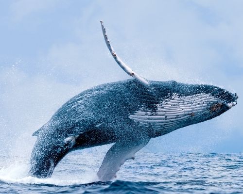 Humpback Whale