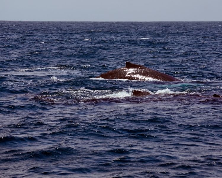 Humpback Whale Puerto Lopez