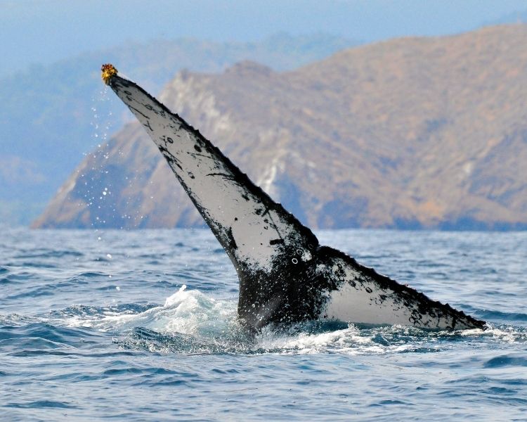 A Whale of a Good Time (…in search of Humpback Whales along Ecuador's  coast) – On The Road with Tall Guy & JET