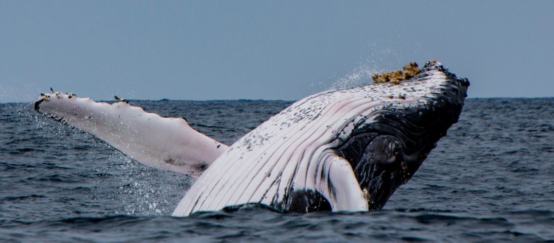 Humpback Whales in Ecuador