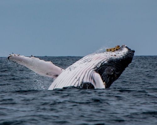 Humpback Whales in Ecuador