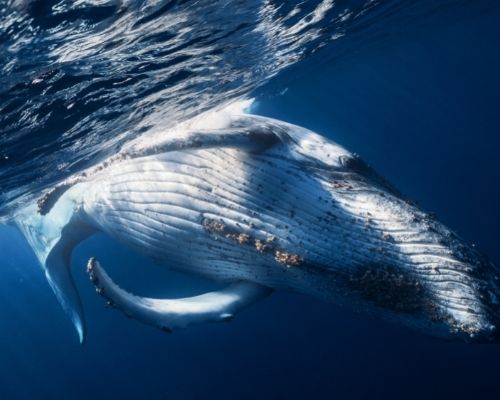Humpback Whale Ecuador