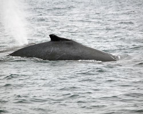 Humpback Whales in Ecuador