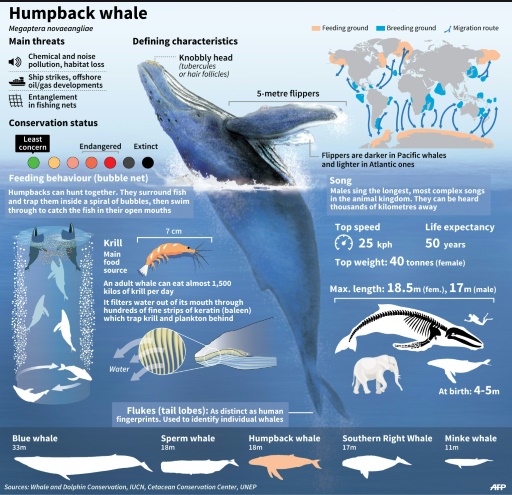 humpbackwhale