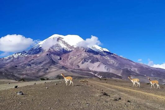 Chimborazo volcano with vicuñas along Ecuador’s Avenue of the Volcanoes