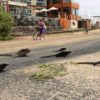 iguana-crossing-iguanas-cruzando-playa