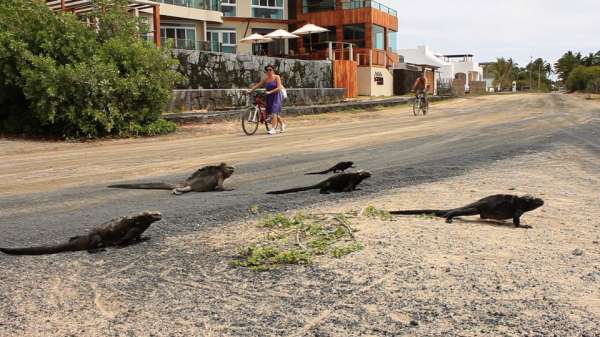 iguana-crossing-iguanas-cruzando-playa