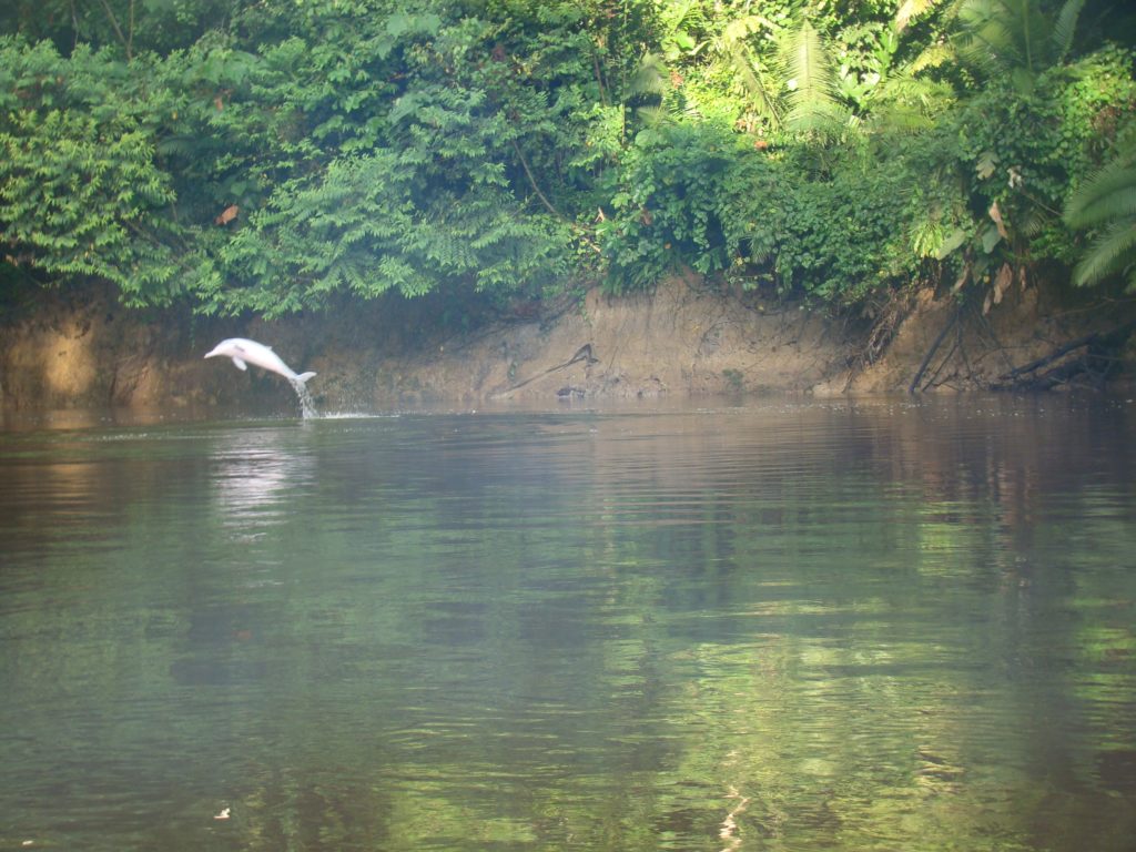 Pink river dolphin in the Ecuador Amazon near Yasuni National Park