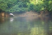 Pink river dolphin in the Ecuador Amazon near Yasuni National Park