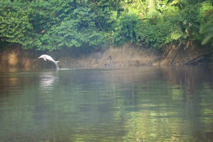 Pink river dolphin in the Ecuador Amazon near Yasuni National Park