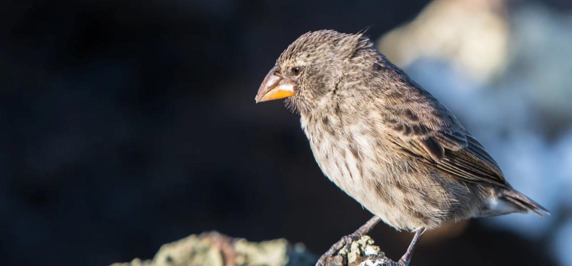 Listening to the Body: Trauma, Nature & Conscious Journeys