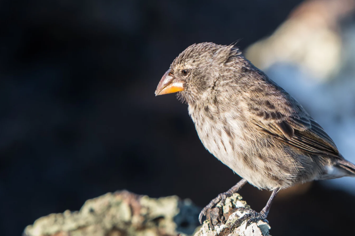 Listening to the Body: Trauma, Nature & Conscious Journeys