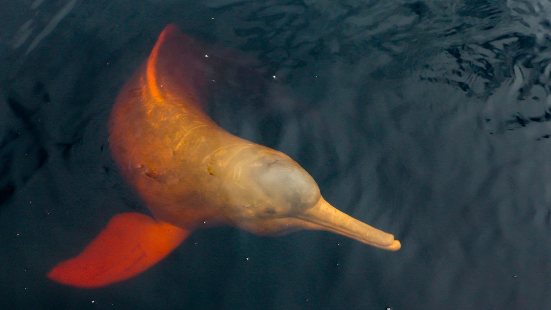Yasuni Pink Dolphin Expedition