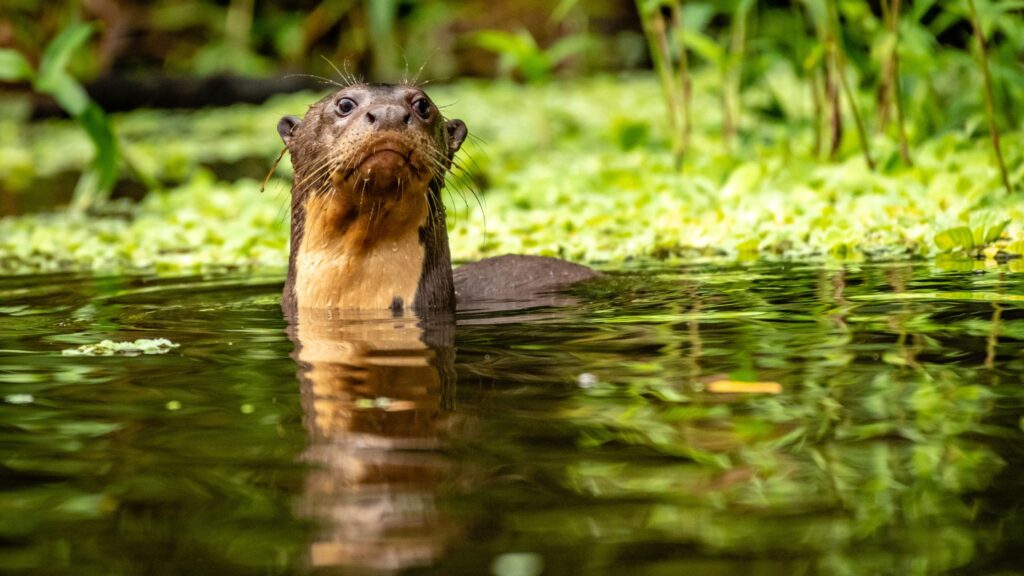 Giant otter in the Ecuadorian Amazon river in Yasuní National Park – endangered wildlife species