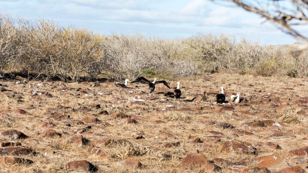A waved albatross rests beside its nest on Española Island in the Galápagos, one of the only places on Earth where this majestic seabird breeds. Known for its lifelong pair bonds and elaborate courtship dance, the waved albatross symbolizes the wild and romantic essence of the archipelago.