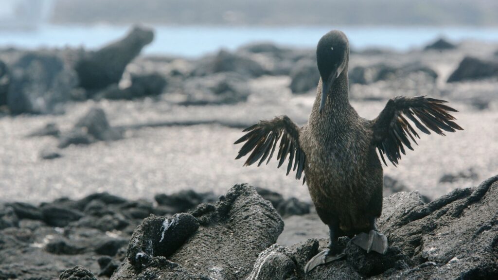 A rare flightless cormorant stands on the volcanic shore of Fernandina Island, wings outstretched to dry under the Galápagos sun. This unique species has evolved to swim rather than fly, and is found only in the remote western islands of the Galápagos archipelago.