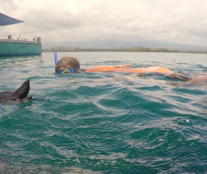 Snorkeler swimming alongside a Galápagos penguin in the crystal-clear waters of the Galápagos Islands
