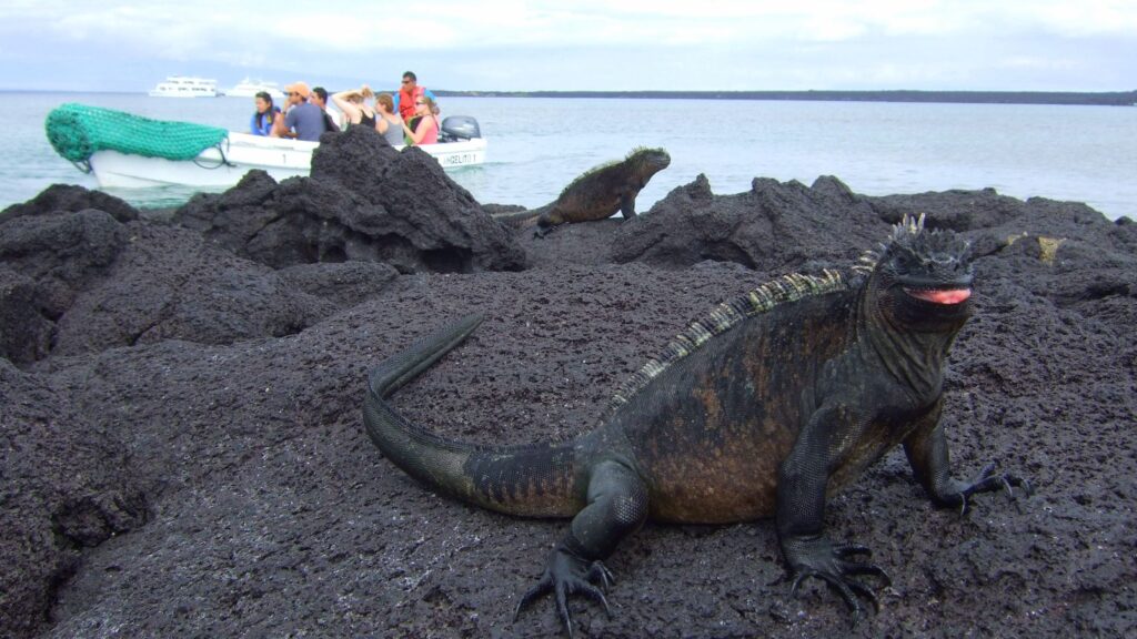 Marine iguana galapagos